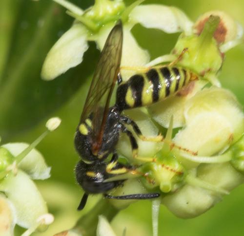 Philanthus triangulum