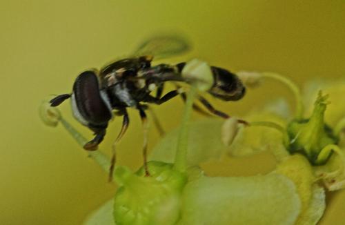 Réf. 3 226 : Paragus sp.