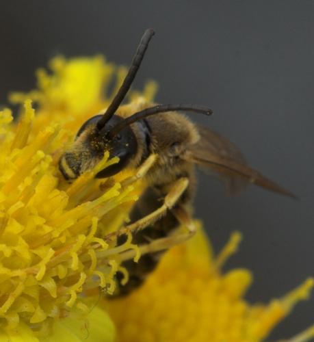 Halictus scabiosae