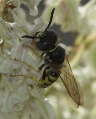 Philanthus triangulum
