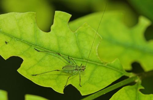 Phaneroptera sp.