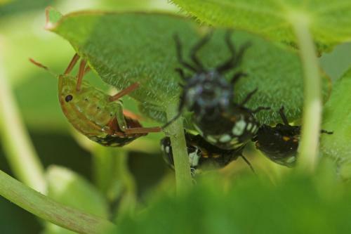 Nezara viridula
