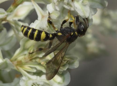 Réf. 3 339 : Cerceris sp.