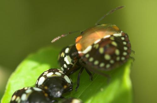 Nezara viridula