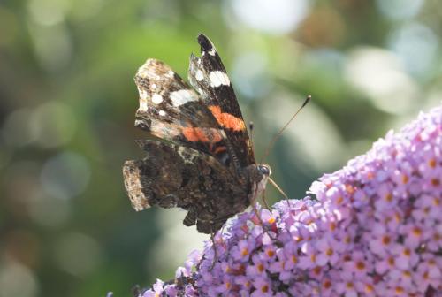 Vanessa atalanta