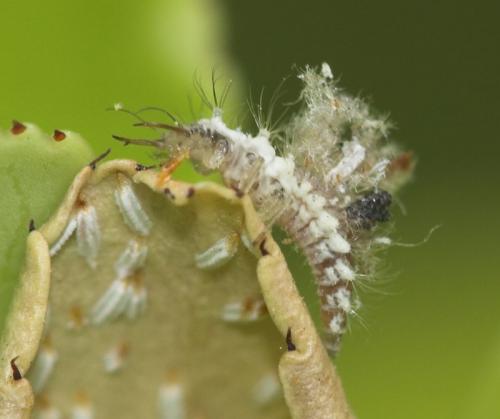Chrysopa sp.