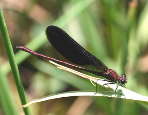 Calopteryx haemorrhoidalis
