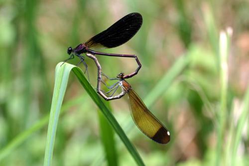 Calopteryx haemorrhoidalis