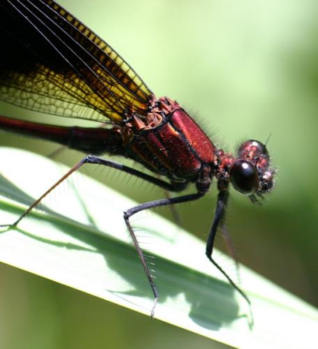 Réf. 3 524 : Calopteryx haemorrhoidalis