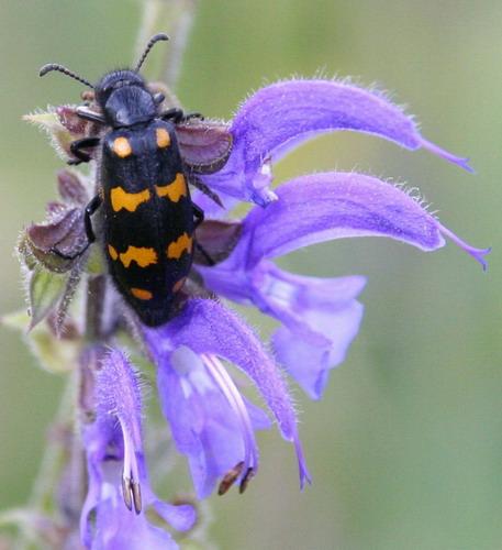 Réf. 3 080 : Hycleus polymorphus