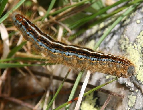 Malacosoma alpicola