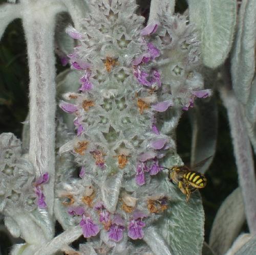 Anthidium sp.