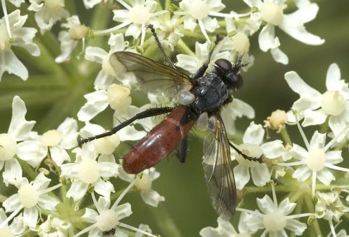 Réf. 3 198 : Cylindromyia bicolor