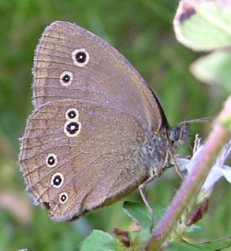 Réf. 3 610 : Aphantopus hyperantus