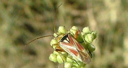 Réf. 3 984 : Calocoris roseomaculatus