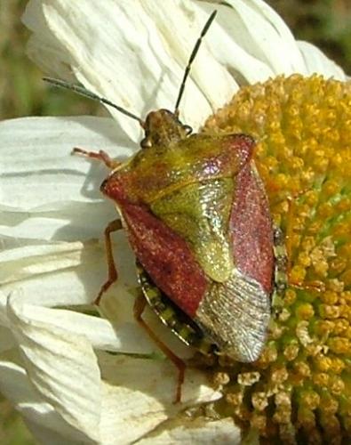 Carpocoris purpureipennis