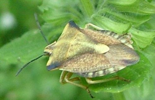Carpocoris fuscispinus