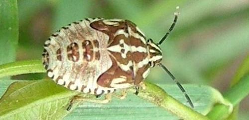 Carpocoris sp.
