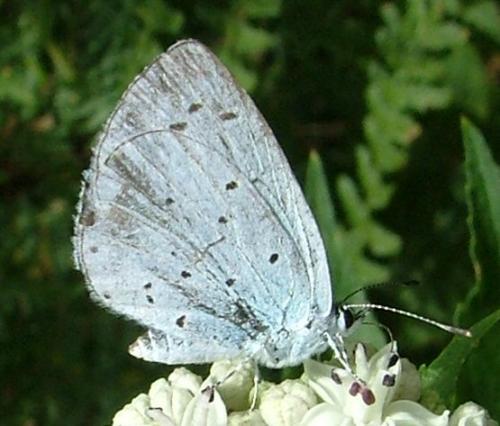 Celastrina argiolus