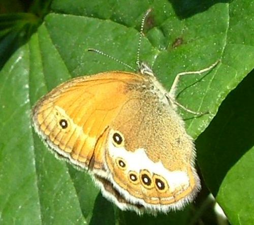 Réf. 3 778 : Coenonympha arcania