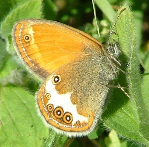 photo de papillon