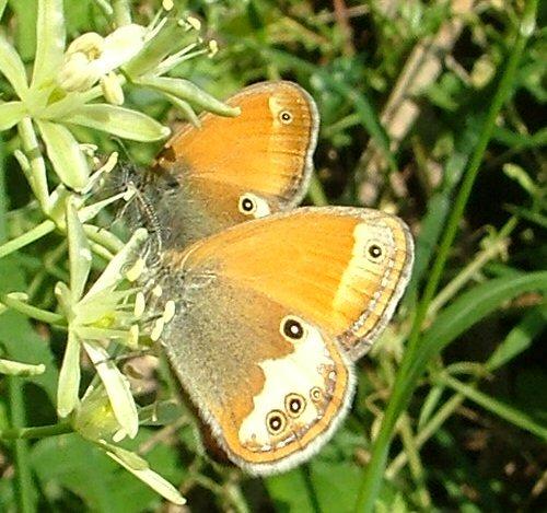 Réf. 3 782 : Coenonympha arcania