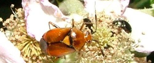 Deraeocoris sp.