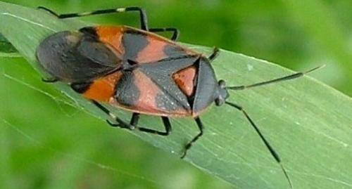 Réf. 3 986 : Deraeocoris trifasciatus
