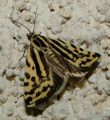 Réf. 3 603 : Acontia trabealis