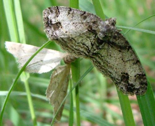 Paradarisa consonaria