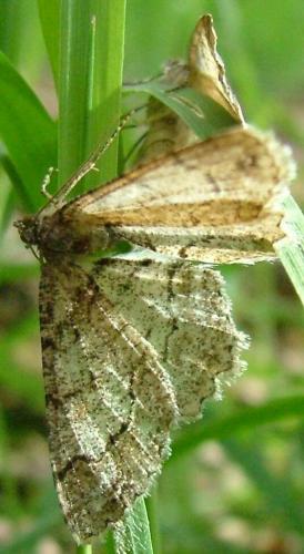 Paradarisa consonaria
