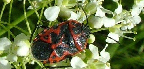Eurydema ventralis