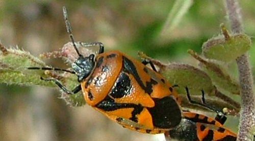 Eurydema ornata