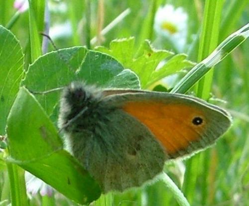 Coenonympha pamphilus
