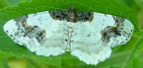 Ligdia adustata