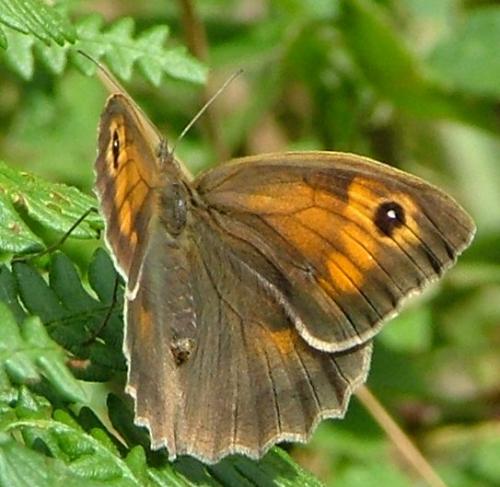 Maniola jurtina