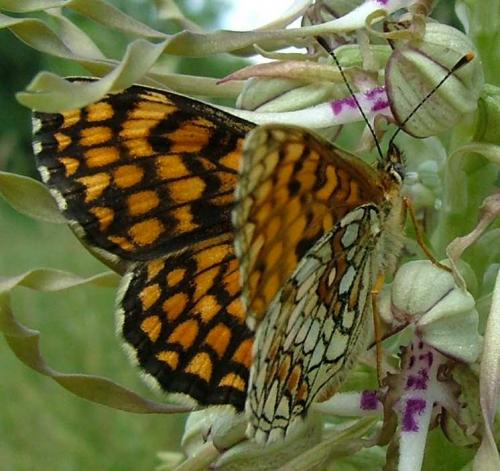 Melitaea sp.