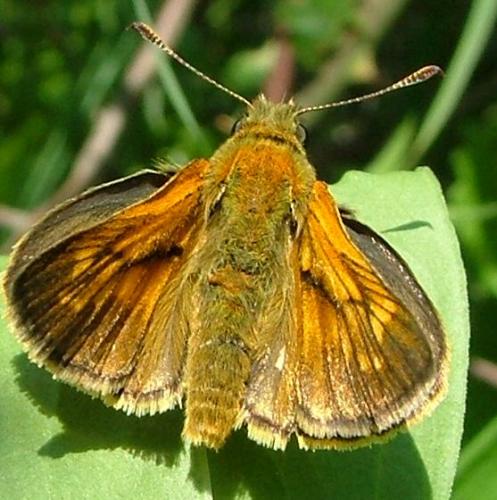 Ochlodes sylvanus