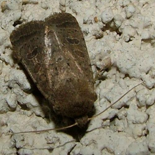 Hoplodrina sp.