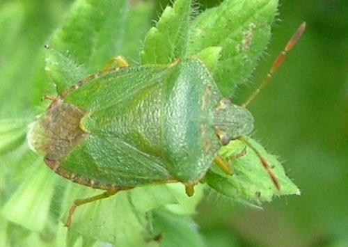 Palomena prasina