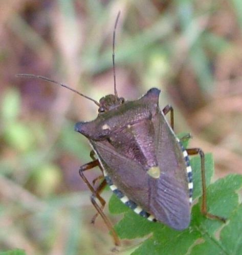 Réf. 3 991 : Pentatoma rufipes