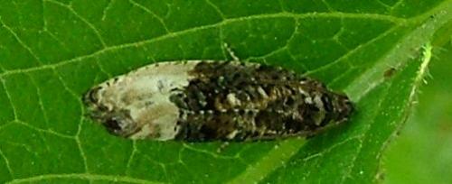 Réf. 3 608 : Hedya nubiferana