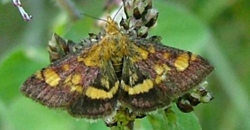 Réf. 3 607 : Pyrausta aurata