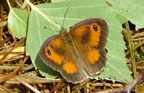 Réf. 3 617 : Pyronia tithonus