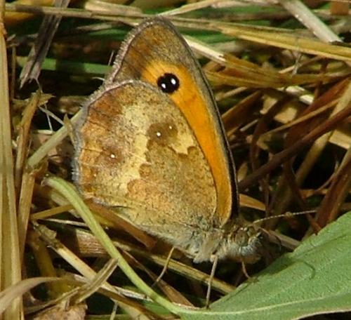 Réf. 3 618 : Pyronia tithonus