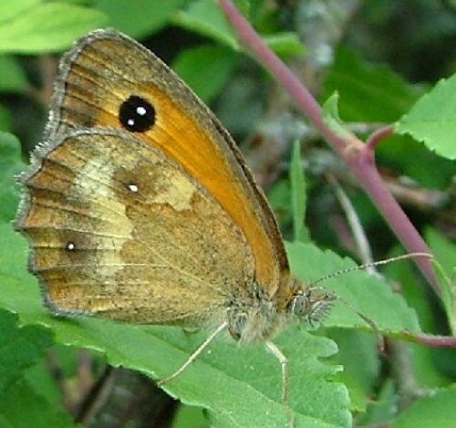 Réf. 3 619 : Pyronia tithonus