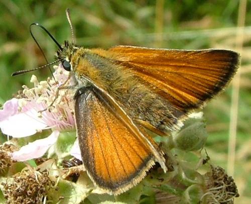 Réf. 3 902 : Thymelicus lineola