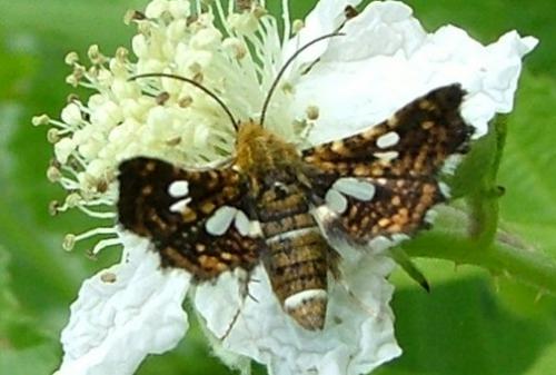 Thyris fenestrella