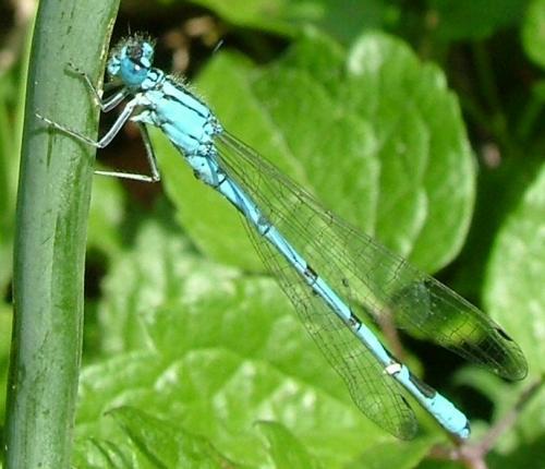 Enallagma cyathigerum