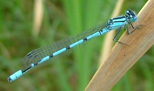 Enallagma cyathigerum